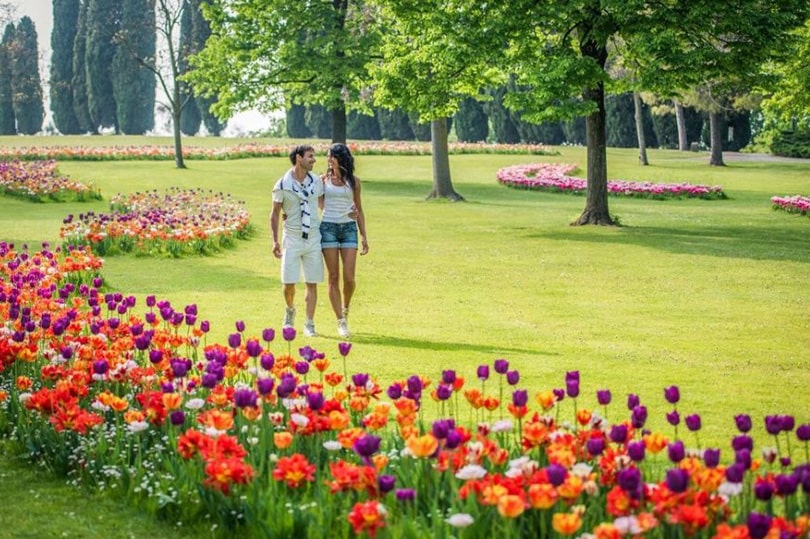 Tulipanomania 2025: il festival dei tulipani al Parco Sigurtà 