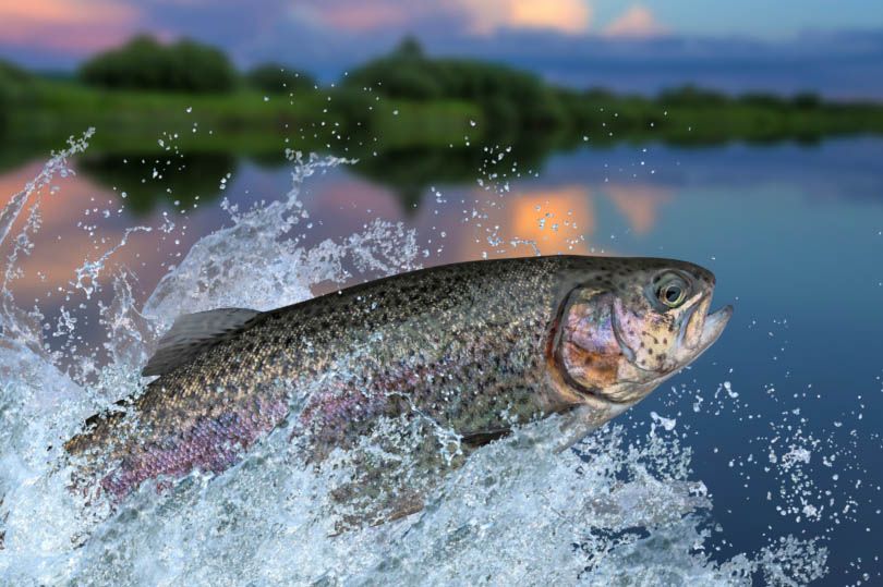 Tutti i pesci del lago di Garda